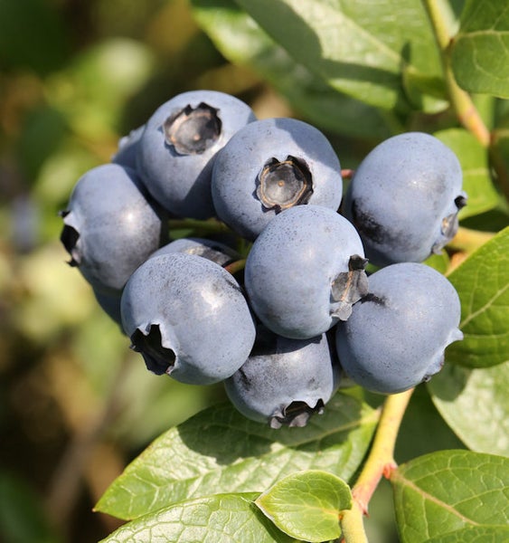 Nahaufnahme von einer Gruppe Blaubeeren am Strauch