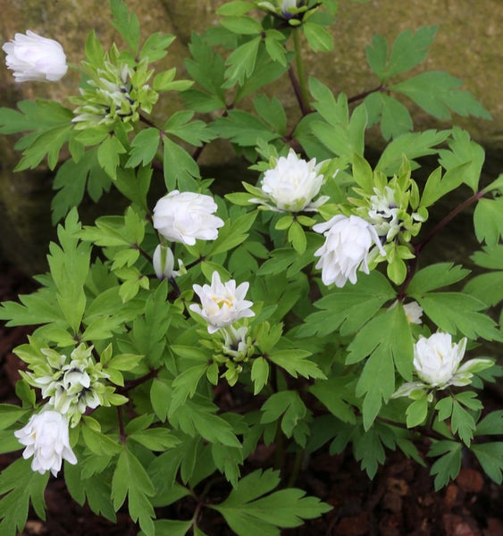 Buschwindröschen mit weißen Blüten und grünen Blättern