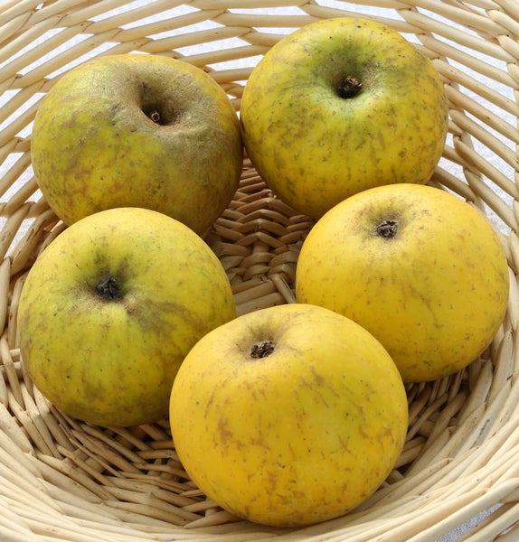 Fünf gelbe Äpfel in einem Weidenkorb