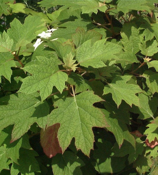 Nahaufnahme einer Eichenblatt-Hortensie mit grünen Blättern