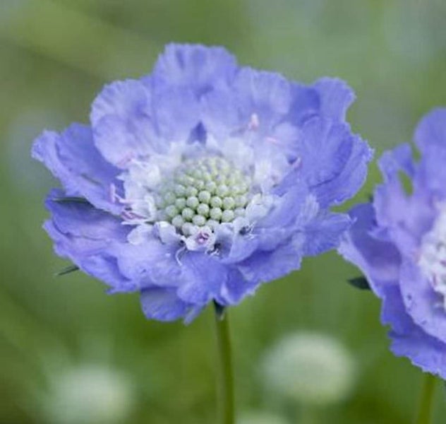 Nahaufnahme einer Scabiosa-Blüte
