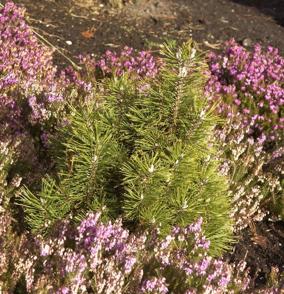 Kiefer umgeben von Heidekraut im Gartenbeet