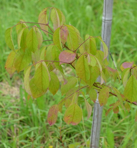 Nahaufnahme eines Zweiges mit grünen Blättern