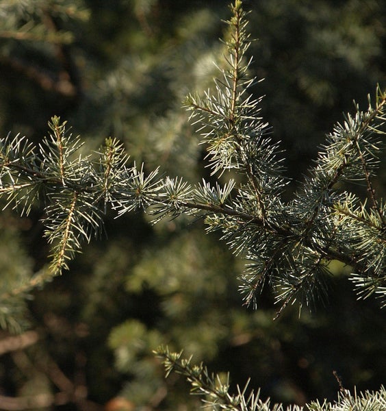 Nahaufnahme von Zedernbaumzweigen mit Nadeln