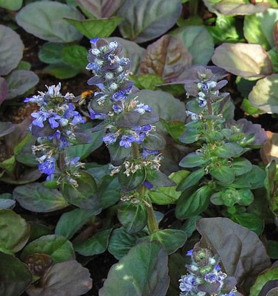 Kriechender Günsel mit blauen Blüten und grünen Blättern.