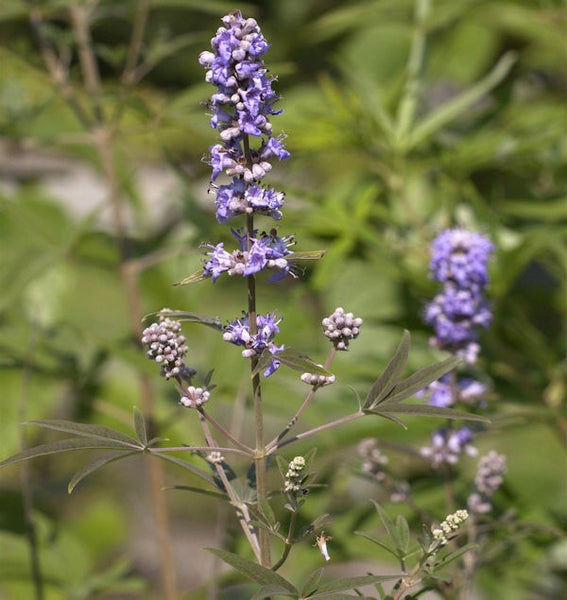 Mönchspfeffer mit Blüte