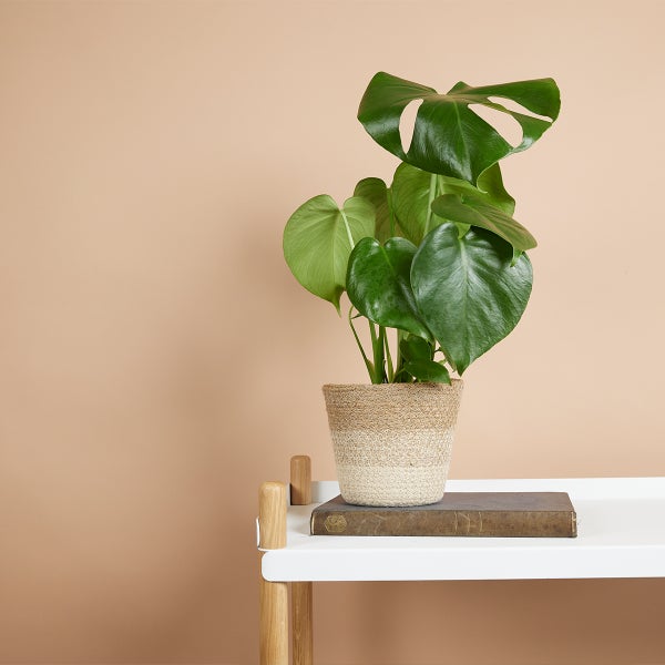Bloomique - 2er Set - Monstera Deliciosa - Fensterblatt - Zimmerpflanzen - Pflegeleicht - Luftreinigend - Höhe 30-40 cm - Topf 12 cm