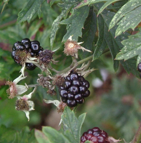 Nahaufnahme von reifen Brombeeren an einem Zweig