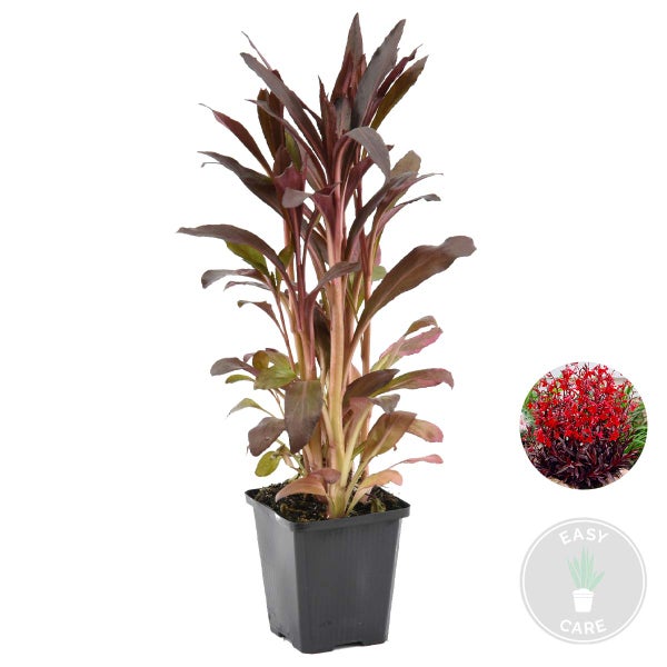 Lobelia fulgens Queen Victoria im schwarzen Topf mit rötlichem Laub, Abbildung der Blüte und Symbol für einfache Pflege.