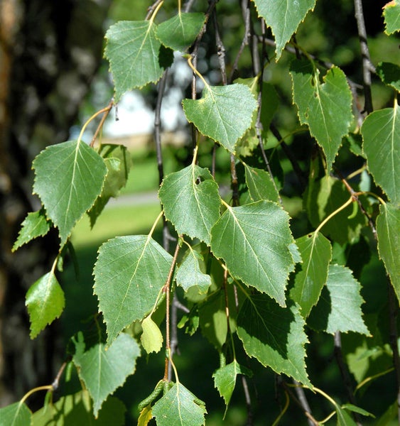 Detailaufnahme von Birkenblättern