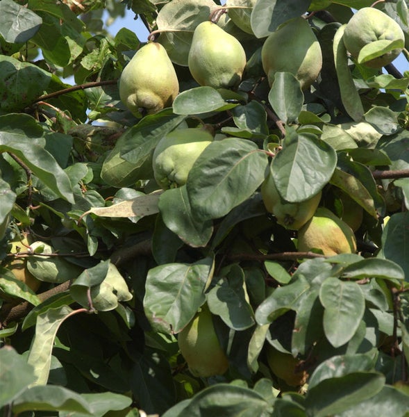 Quittenbaum mit reifen Quitten zwischen den Blättern