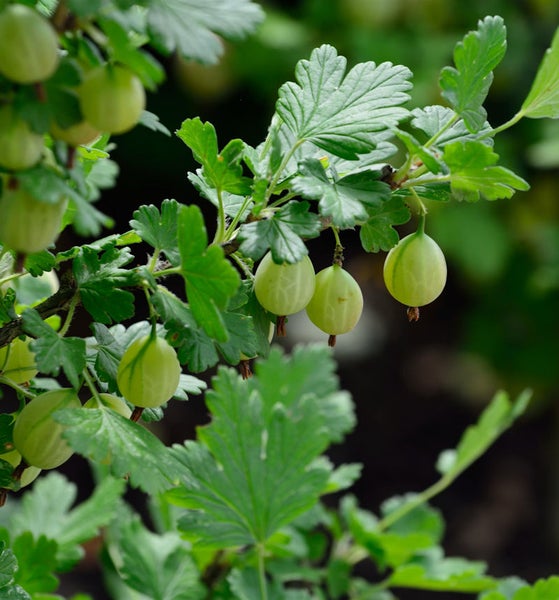 Stachelbeeren an einem Stachelbeerstrauch