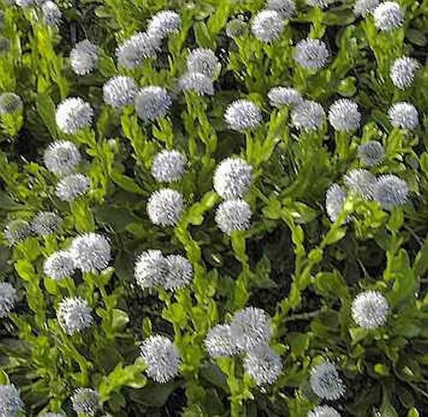 Nahaufnahme von Pompon-Blumen, die im Garten wachsen