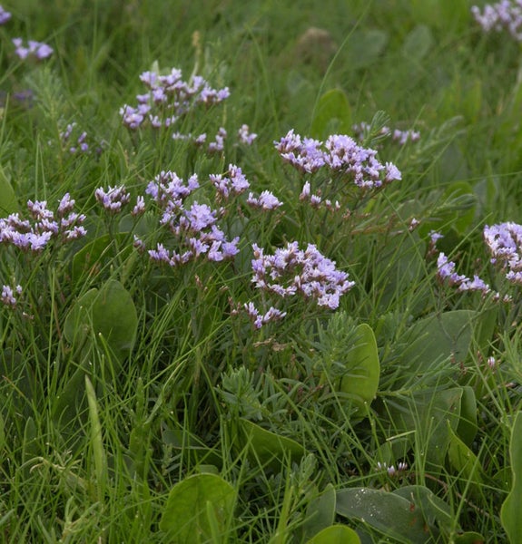Strandflieder in grüner Umgebung