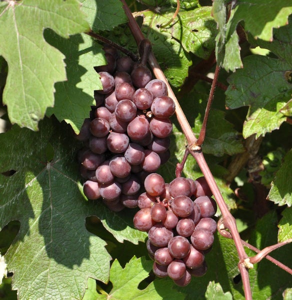 Trauben am Weinstock