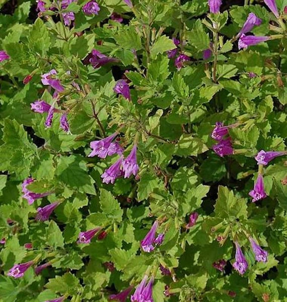 Kriechender Günsel mit violetten Blüten und grünen Blättern.