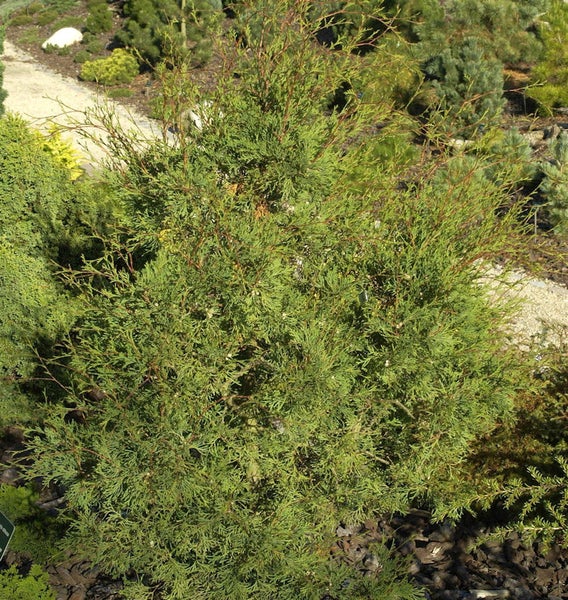 Lebensbaum im Garten