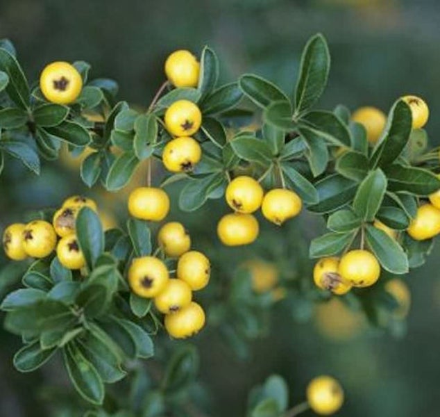 Zweig mit gelben Ebereschenbeeren und grünen Blättern.