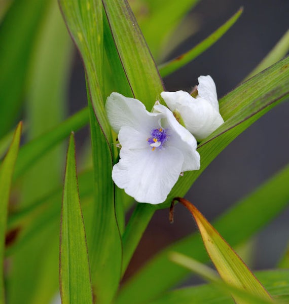 Nahaufnahme einer Tradescantia Pflanze mit weißen Blüten