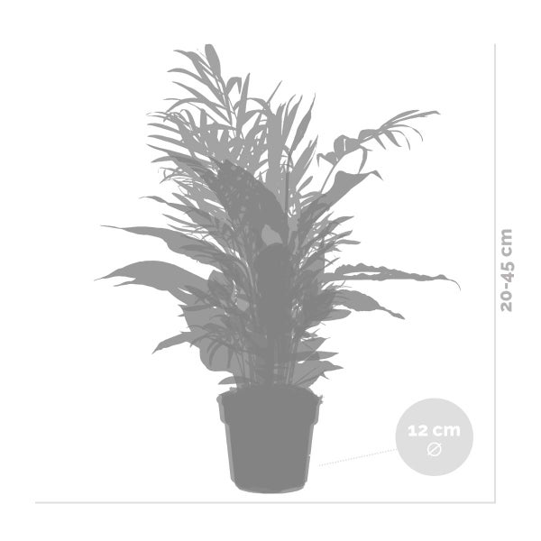 Bloomique - 3er-Mix - Schlafzimmerpflanzen - Spathiphyllum, Clusia, Chamaedorea - Zimmerpflanzen - 30-40 cm Hoch - Topf 12 cm