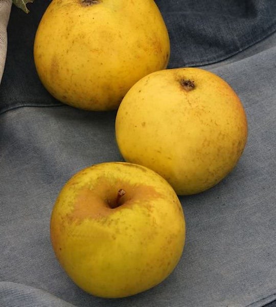 Drei gelbe Äpfel auf einem Untergrund