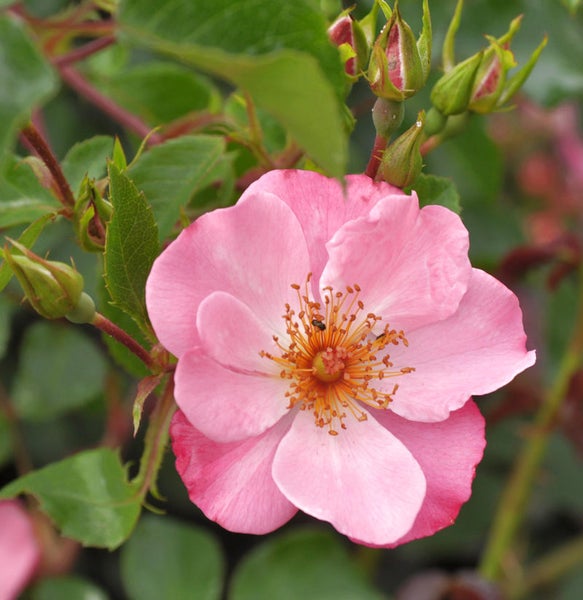 Nahaufnahme einer rosa Rose mit Blütenknospen und grünen Blättern