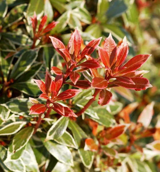 Glanzmispel Photinia mit roten und grünen Blättern