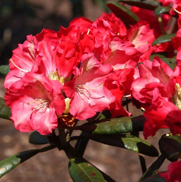 Nahaufnahme einer Rhododendronblüte mit Blättern