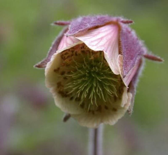 Geum blüht im Nahbereich
