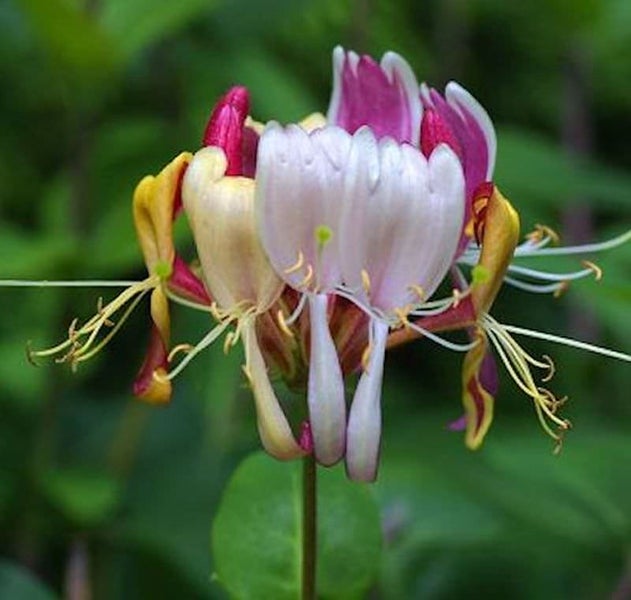 Nahaufnahme einer blühenden Heckenkirsche