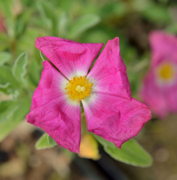 Nahaufnahme einer rosafarbenen Zistrose