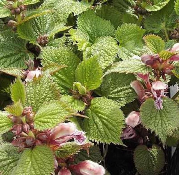 Nahaufnahme einer Kriechenden Günsel Pflanze mit Blättern und Blüten