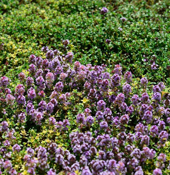 Blühender Thymian im Garten