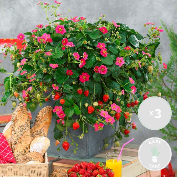 3x Fragaria 'Red Summer Breeze' – Erdbeerstrauch – Pflegeleicht – ⌀10,5 cm - ↕15-20 cm