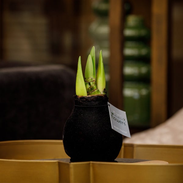 Bloomique – Amaryllis-Zwiebel in Wachs – schwarze Samtbeschichtung – Blumenzwiebel – keine Wasserblumen – Weihnachtsdekoration – 15–25 cm hoch bei Lieferung – wird bis zu 40–60 cm groß – 10 cm Durchmesser