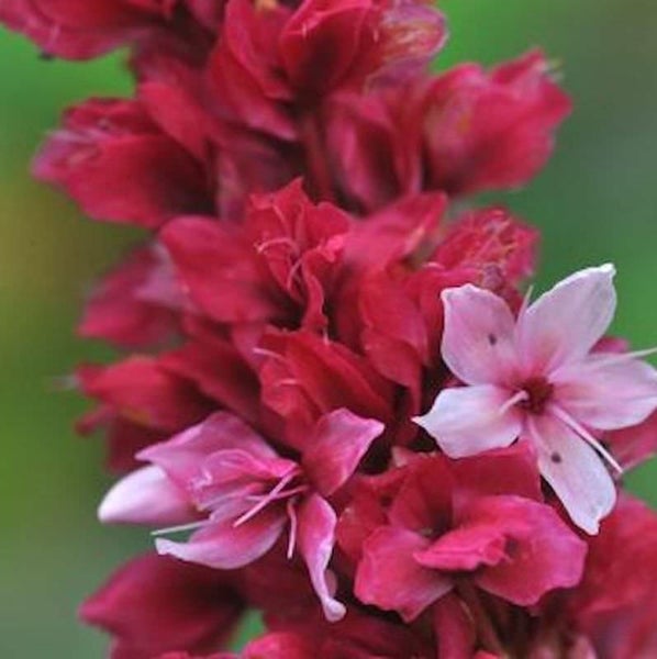 Knöterichblume im Detailansicht