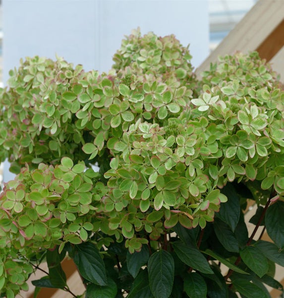 Rispenhortensie mit grünen Blütenständen