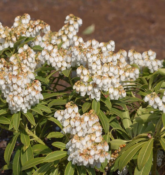 Nahaufnahme einer Schattenglöckchen Pflanze mit weißen Blüten