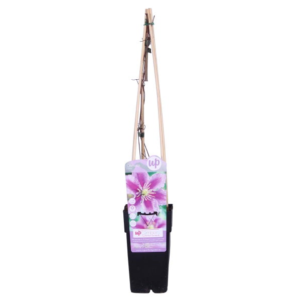 Clematis Piilu – Großblütige Waldrebe – Kletterpflanze – Winterheart – ⌀15 cm – ↕60-70 cm