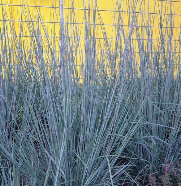 Blaues Ziergras im Garten