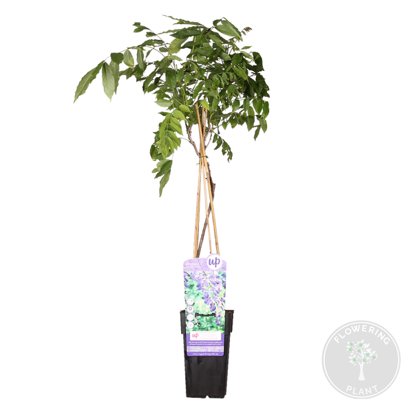 Bloomique - Wisteria Sinensis Prolific - Blauregen Kletterpflanze - Blau - Kletterpflanzen - Gartenpflanzen - Winterhart - 50-70 cm Hoch - Topf 15 cm