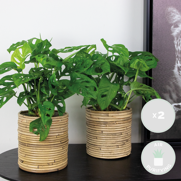 Bloomique - 2er Set - Monstera adansonii - Monkey Leaf - Fensterblatt - Luftreinigende Zimmerpflanzen - Monstera Pflanze - Hängepflanze echt - Kletterpflanzen Zimmer - Höhe 20-25 cm - Topf 12 cm