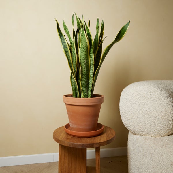 Bloomique - 2er Set - Sansevieria Laurentii - Bogenhanf - Sukkulenten - Zimmerpflanzen Groß - Sehr Pflegeleicht - Höhe 80-100 cm - Topf 21 cm