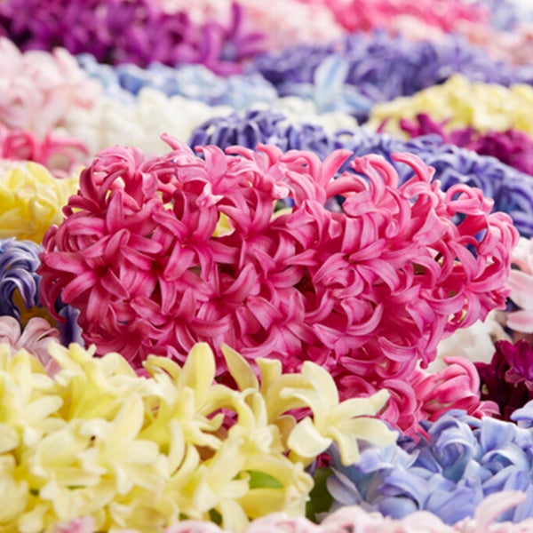 Bloomique – 10er-Mix – Hyacinthus – Hyazinthe – Farbmischung – Blumenzwiebeln – Frühlingsblüte – mehrjährige Pflanzen – wird bis zu 20–25 cm groß