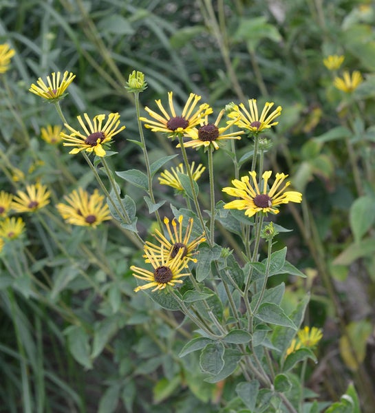 Gelbe Rudbeckie-Blüten mit dunkelbraunen Zentren