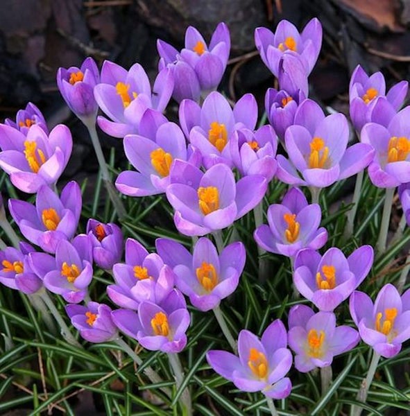 Krokusse mit Blüten