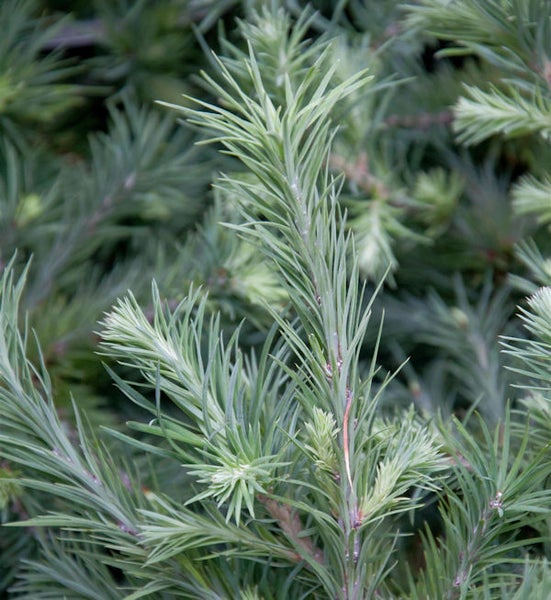 Detailaufnahme einer Lärche mit Nadeln