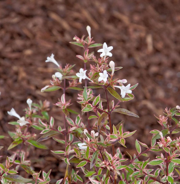 Abelia grandiflora Confetti Zierstrauch mit weißen Blüten und grün-rosa Blättern