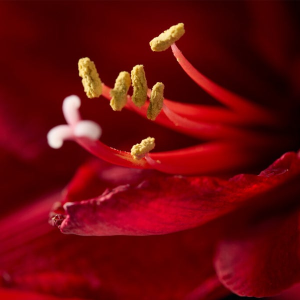 Bloomique – Amaryllis-Zwiebel in Wachs – schwarze Samtbeschichtung – Blumenzwiebel – keine Wasserblumen – Weihnachtsdekoration – 15–25 cm hoch bei Lieferung – wird bis zu 40–60 cm groß – 10 cm Durchmesser