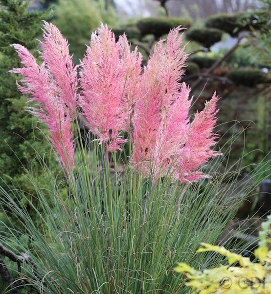 Pampasgras mit rosa Blütenständen im Garten